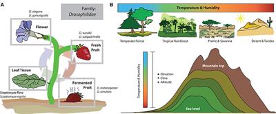 Sensory neuroecology and multimodal evolution across the genus Drosophila